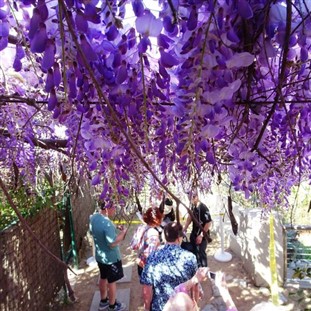 Wistaria Vine Festival