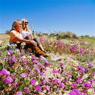 Borrego Springs Desert Wildflowers & Julian