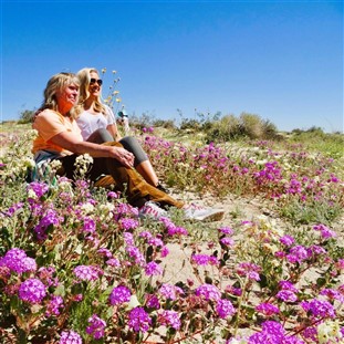 Springtine Wildflowers in Borrego with Julian