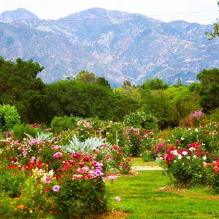 Descanso Gardens & the Norton Simon Museum