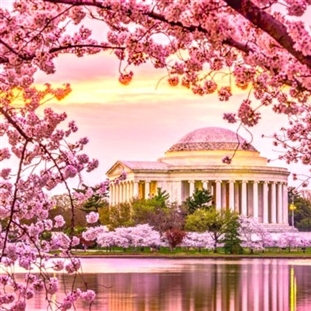 Cherry Blossom Time in Our Nation's Capital