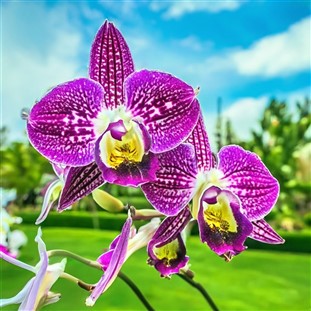 Huntington Gardens, Orchid Show & Sale