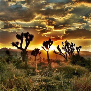 Joshua Tree National Park Autumn Picnic