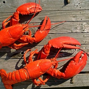 The Great Lobster Getaway: A Taste of Maine in CA