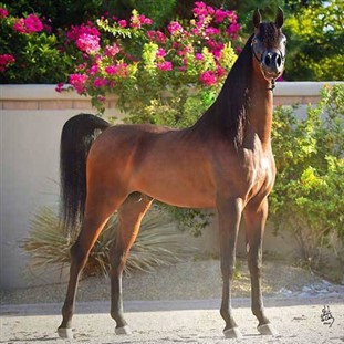 Arabian Horse Show, Kellogg Ranch Tour & Lunch