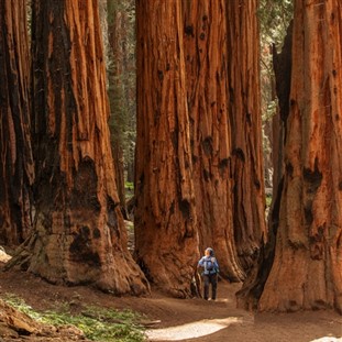 The Giant Sequoias & Kings Canyon National Park
