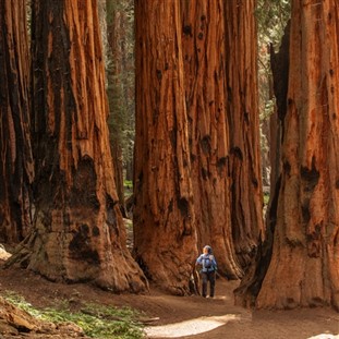 Sequoia & Kings Canyon National Parks