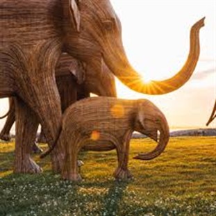 The Great Elephant Migration & Beverly Hills