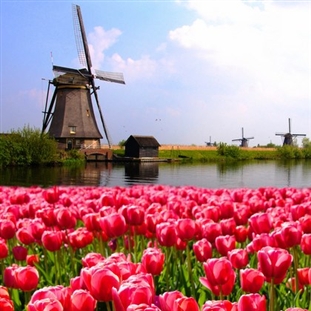 Holland Tulip Festival in Michigan